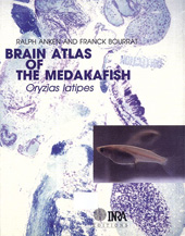 E-book, Brain atlas of the medakafish, Inra