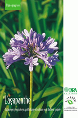 E-book, L'agapanthe : Botanique, physiologie, pathologie et culture pour la fleur coupée, Allemand, Pierre, Inra