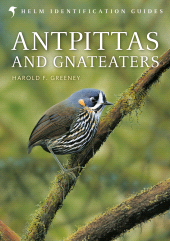 E-book, Antpittas and Gnateaters, Helm