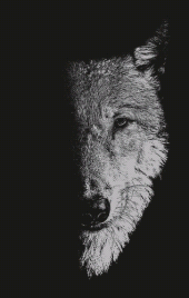 E-book, In the company of wolves : Werewolves, wolves and wild children, Manchester University Press
