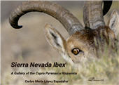 E-book, Sierra Nevada Ibex : a Gallery of the Capra Pyrenaica Hispanica, Dykinson