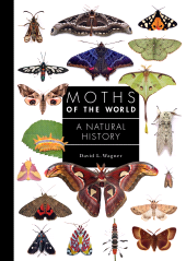 E-book, Moths of the World : A Natural History, Princeton University Press