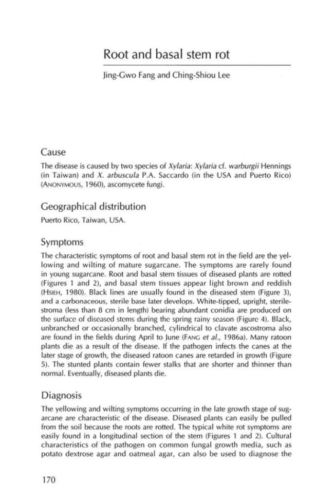 Pagina campione