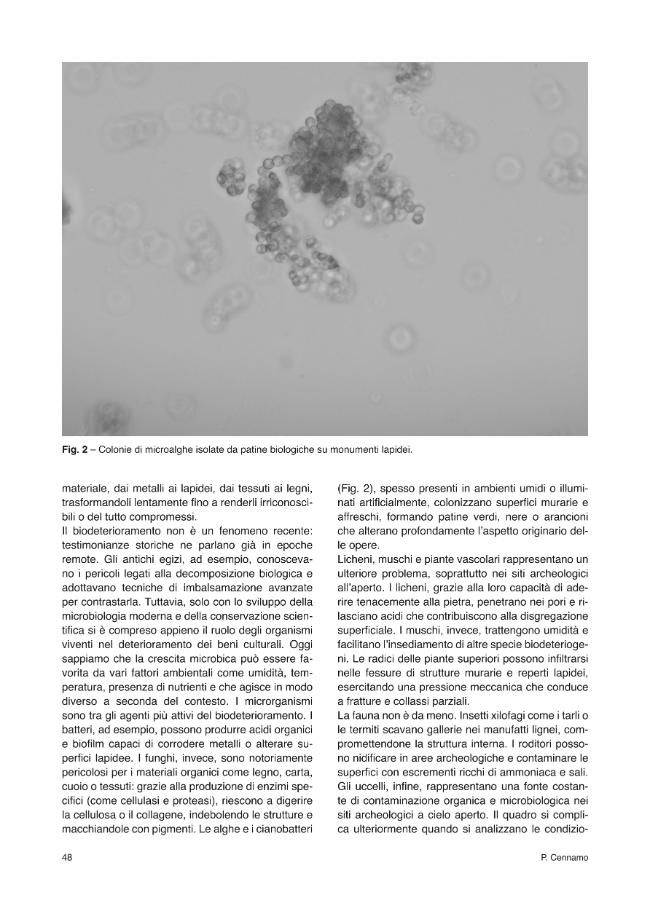 Pagina campione